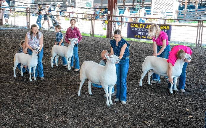 <b>The Cheviot sheep competition Saturday, Aug. 2 at the New Jersey State Fair-Sussex County Farm &amp; Horse Show. (Photo by Nancy Madacsi)</b>