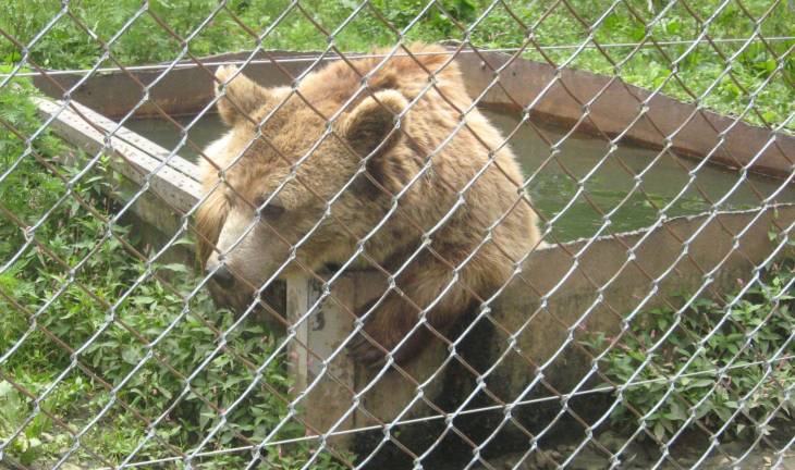 A Syrian Grizzly bear cools off in his pool.