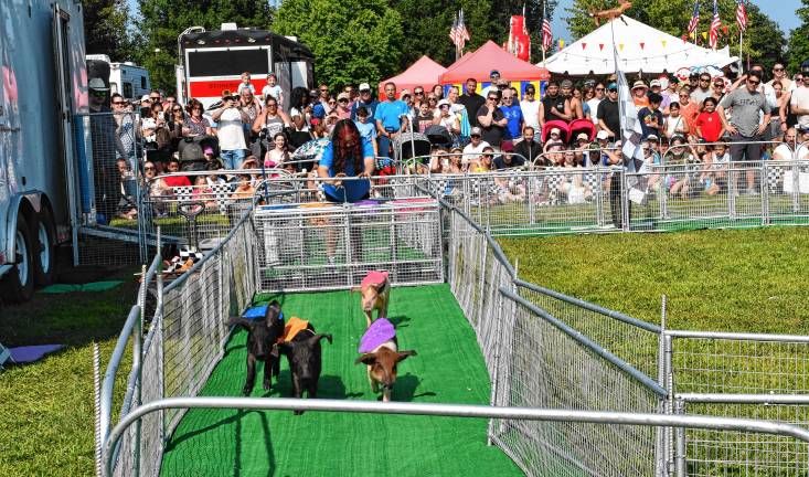 <b>Hot Dog Pig Races on Sunday, Aug. 3. (Photo by Maria Kovic)</b>