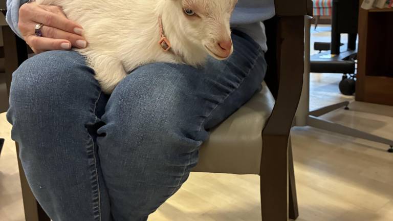 Hearts and Hooves 4-H Club brings baby goats to Bristol Glen residents