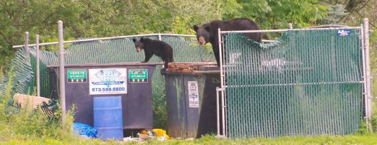 Bears having lunch al fresco in Barry Lakes in 2016. “If bears start seeing houses as sources of food, we will see more bear-human conflict,” writes Jeff Tittel of the New Jersey Sierra Club. (File photo by Chris Wyman)