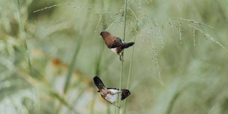 Beautiful White Rumped Munia birds pair on a weed grass stem eating small seeds against a soft green natural background,