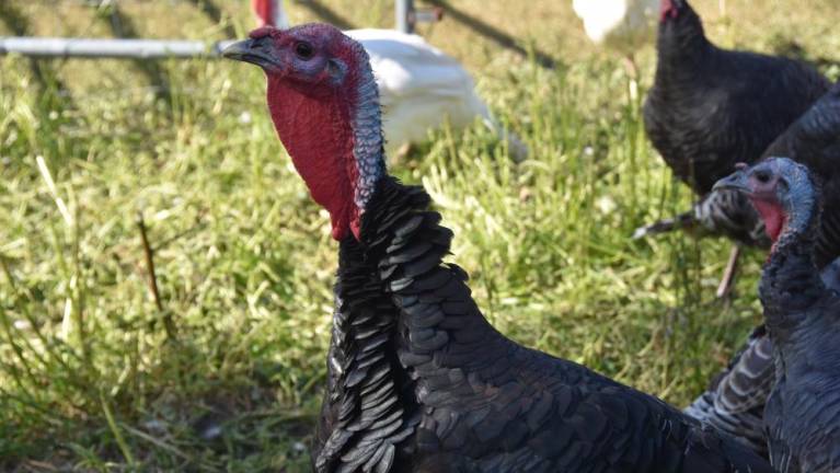A heritage turkey at Banbury Cross Farm in Goshen, N.Y., which is not raising the price of its birds this year despite quadrupled shipping costs for feed. (Photo by Becca Tucker)