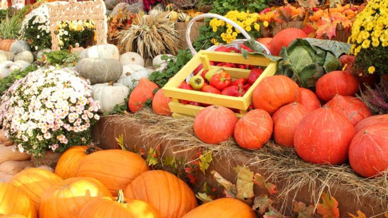 Upcoming fall festivals and events