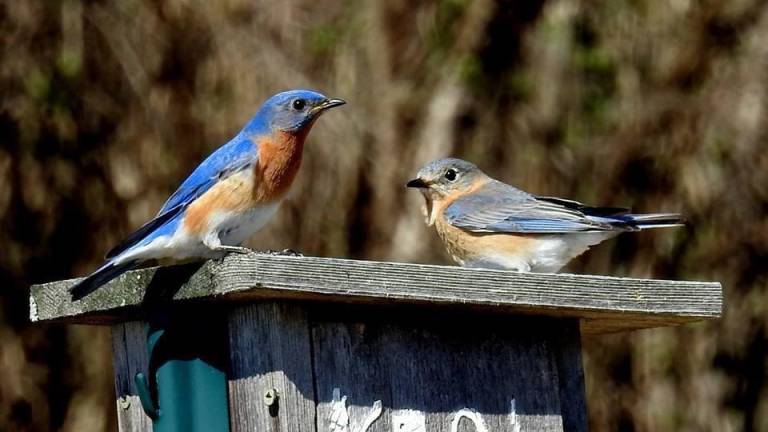 Eastern bluebirds stand on a nest box.