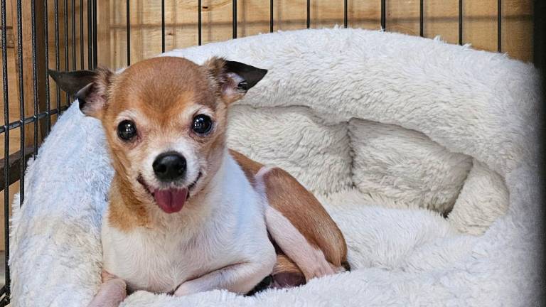 <b>The veterinary bill for Tiny Tim’, one of the dozens of dogs rescued in March, was covered by a private donation. </b>