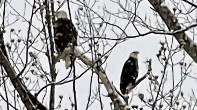 Adult bald eagles photographed during the Feb. 7 Search for Eagles